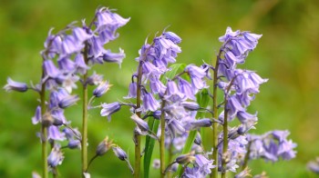 A cluster of vibrant purple flowers with bell-shaped blooms against a blurred green background.