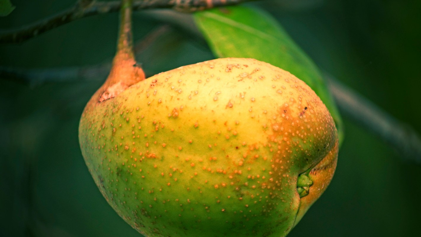 A close-up of a green pear blemished by psylla hanging from a branch against a dark background.