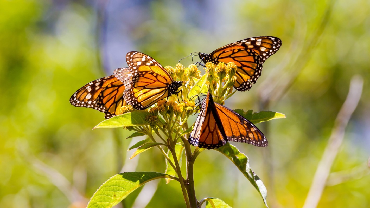 A cluster of monarch butterflies feeding on yellow flowers in a vibrant green background.