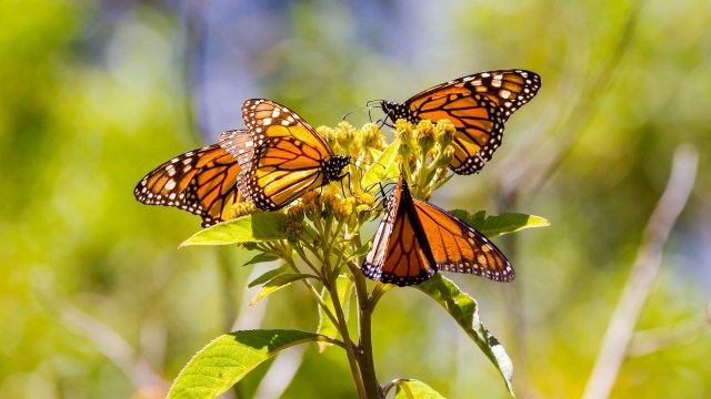 A cluster of monarch butterflies feeding on yellow flowers in a vibrant green background.