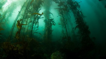 An underwater scene featuring tall kelp plants swaying in the turquoise water, creating a serene atmosphere.