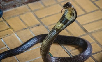 A close-up of a raised king cobra with its hood expanded, resting on a tiled floor.