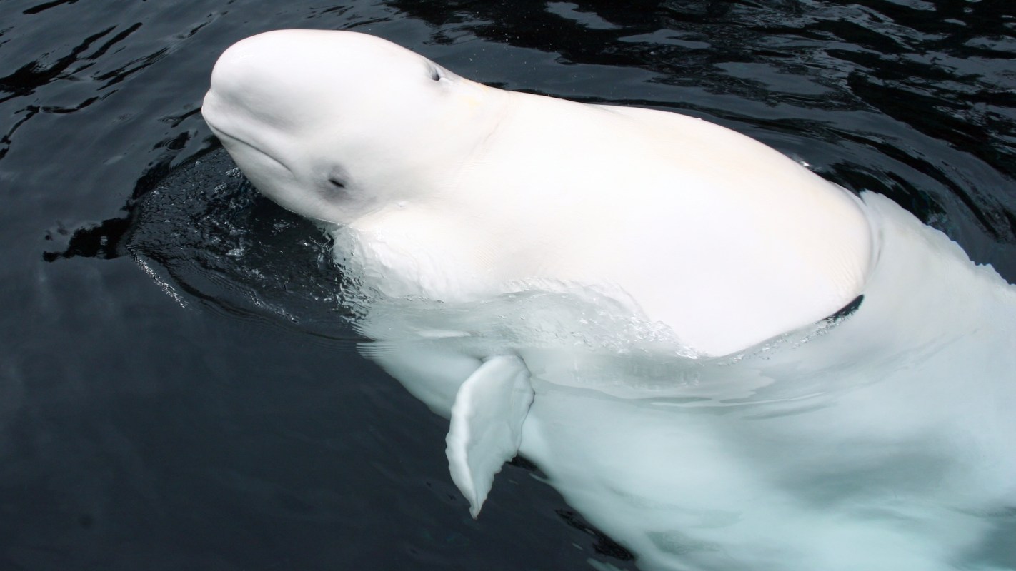 A beluga whale surfaces in dark waters, showcasing its white body and rounded head.