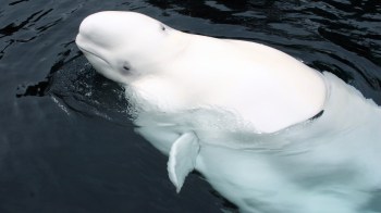 A beluga whale surfaces in dark waters, showcasing its white body and rounded head.