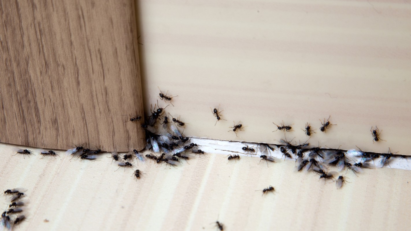 A large cluster of ants with wings near the corner of a wooden panel and a light-colored floor.