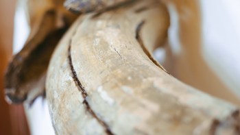 A close-up view of an an ancient animal bone with a smooth, weathered surface.