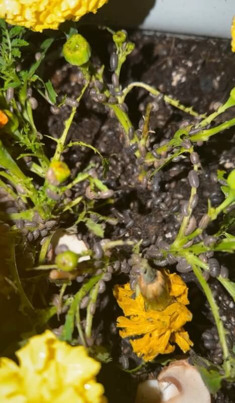 A large amount of pill bugs attached to plant stems.