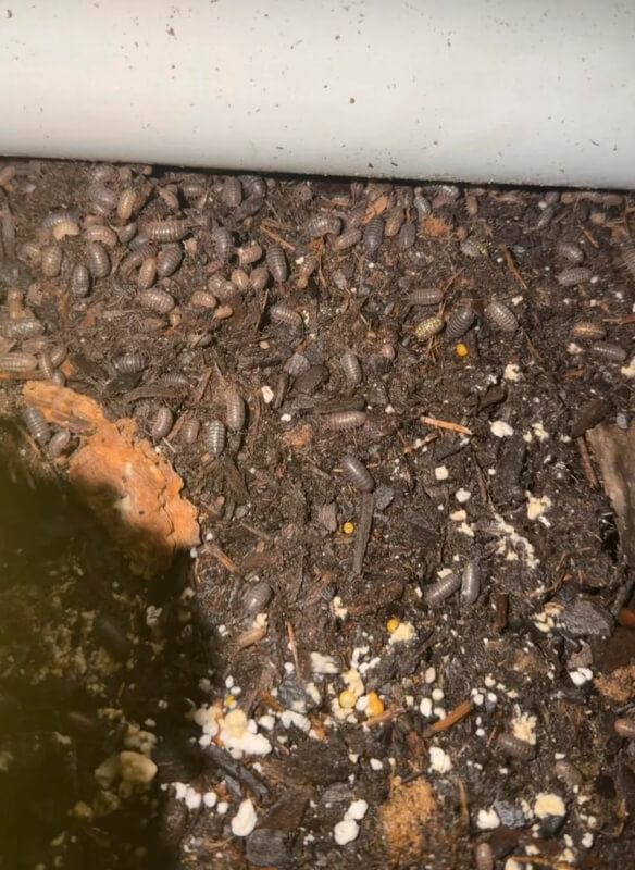A large amount of pill bugs covering garden soil.