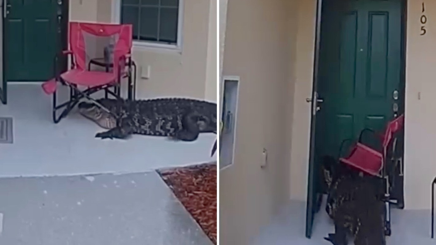 An alligator is lying on a porch beside a pink folding chair near a closed green door.