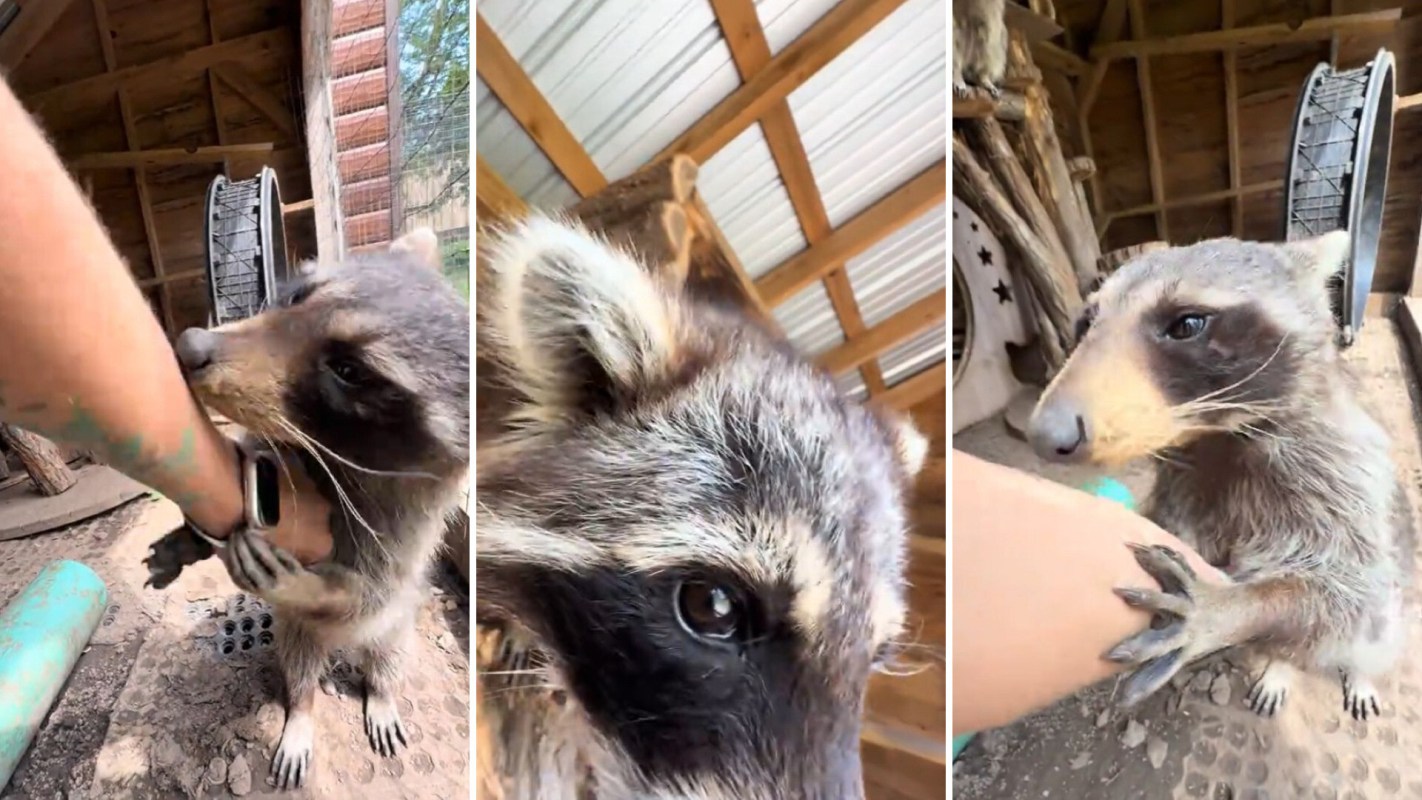 A raccoon affectionately interacts with a person's arm in a rustic indoor setting.