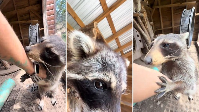 A raccoon affectionately interacts with a person's arm in a rustic indoor setting.