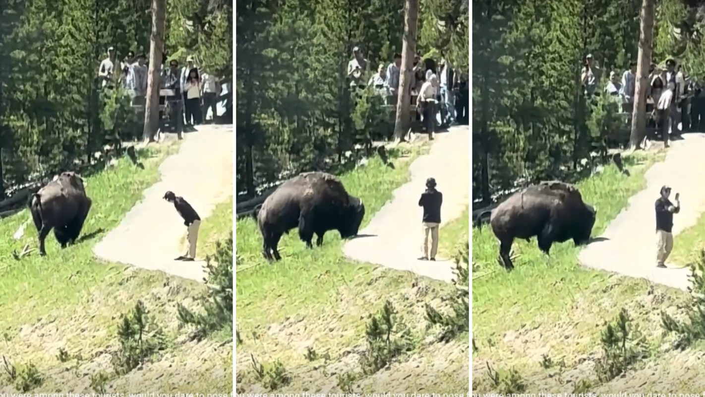 A bison grazes near a path while several tourists stand back, some taking photos in a natural park setting.