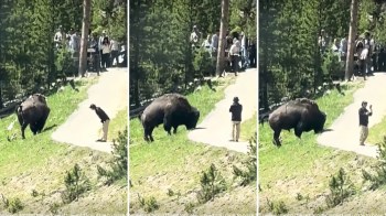 A bison grazes near a path while several tourists stand back, some taking photos in a natural park setting.