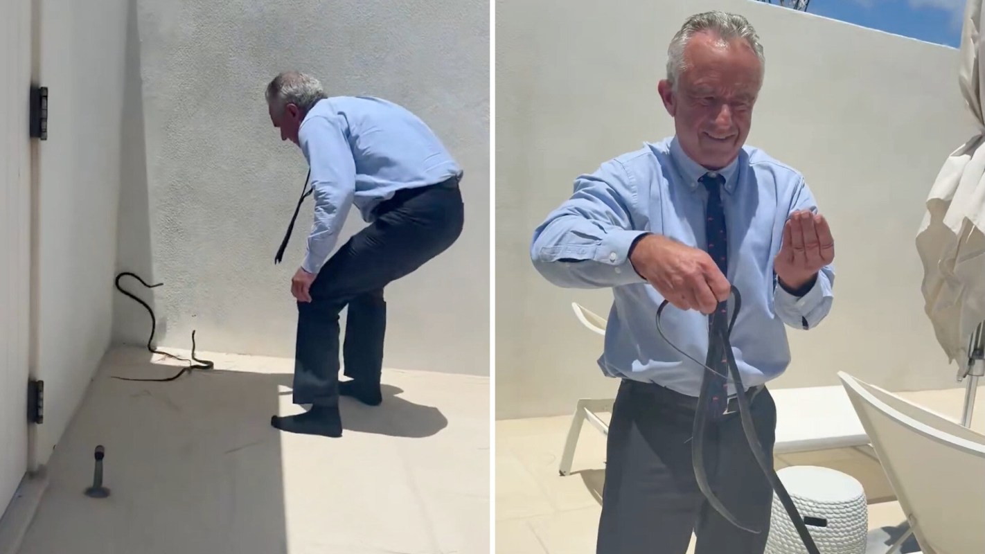 Robert F. Kennedy Jr. tries to catch two snakes with his bare hands in the corner of a building.