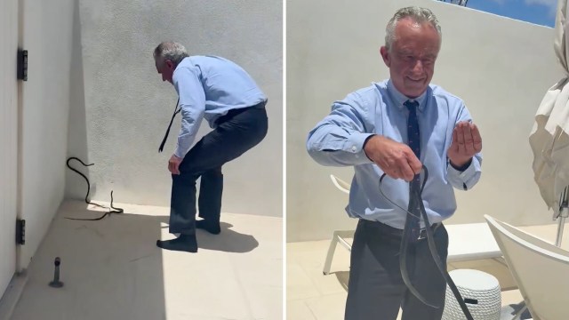 Robert F. Kennedy Jr. tries to catch two snakes with his bare hands in the corner of a building.