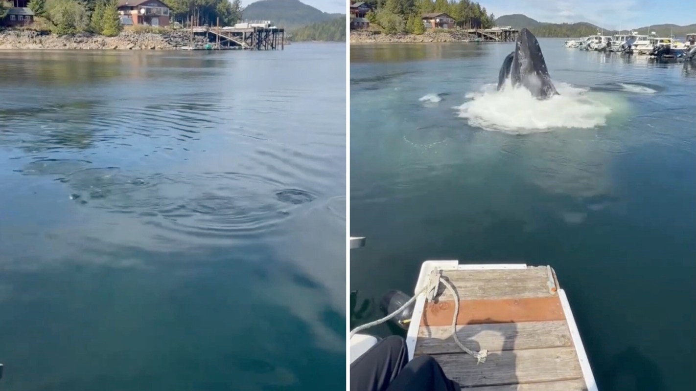 A humpback whale breaches the water's surface near a dock and boats in a calm bay.