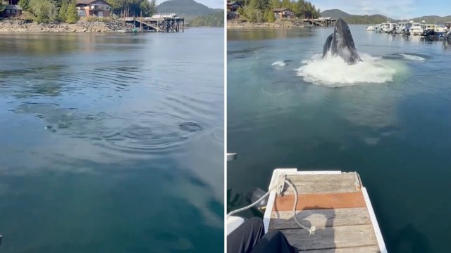 A humpback whale breaches the water's surface near a dock and boats in a calm bay.