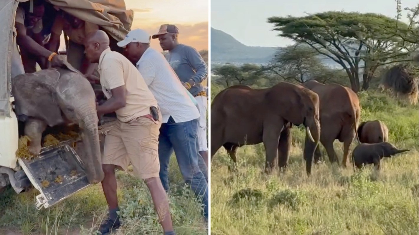 A baby elephant is being lifted from a vehicle by several people, while other elephants graze in the background.