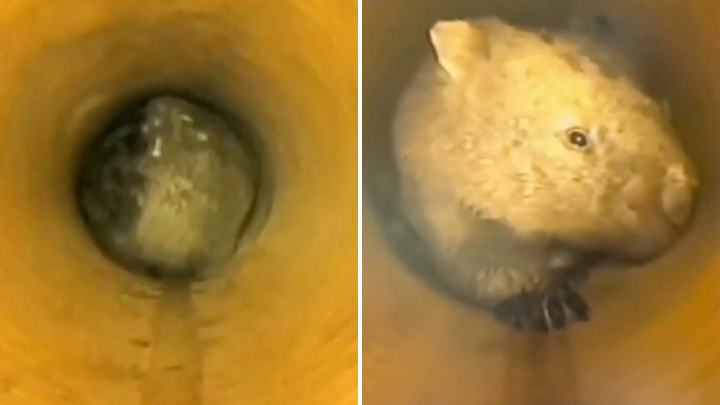 A close-up view of a wombat inside a cylindrical tunnel with a soft-focus background.