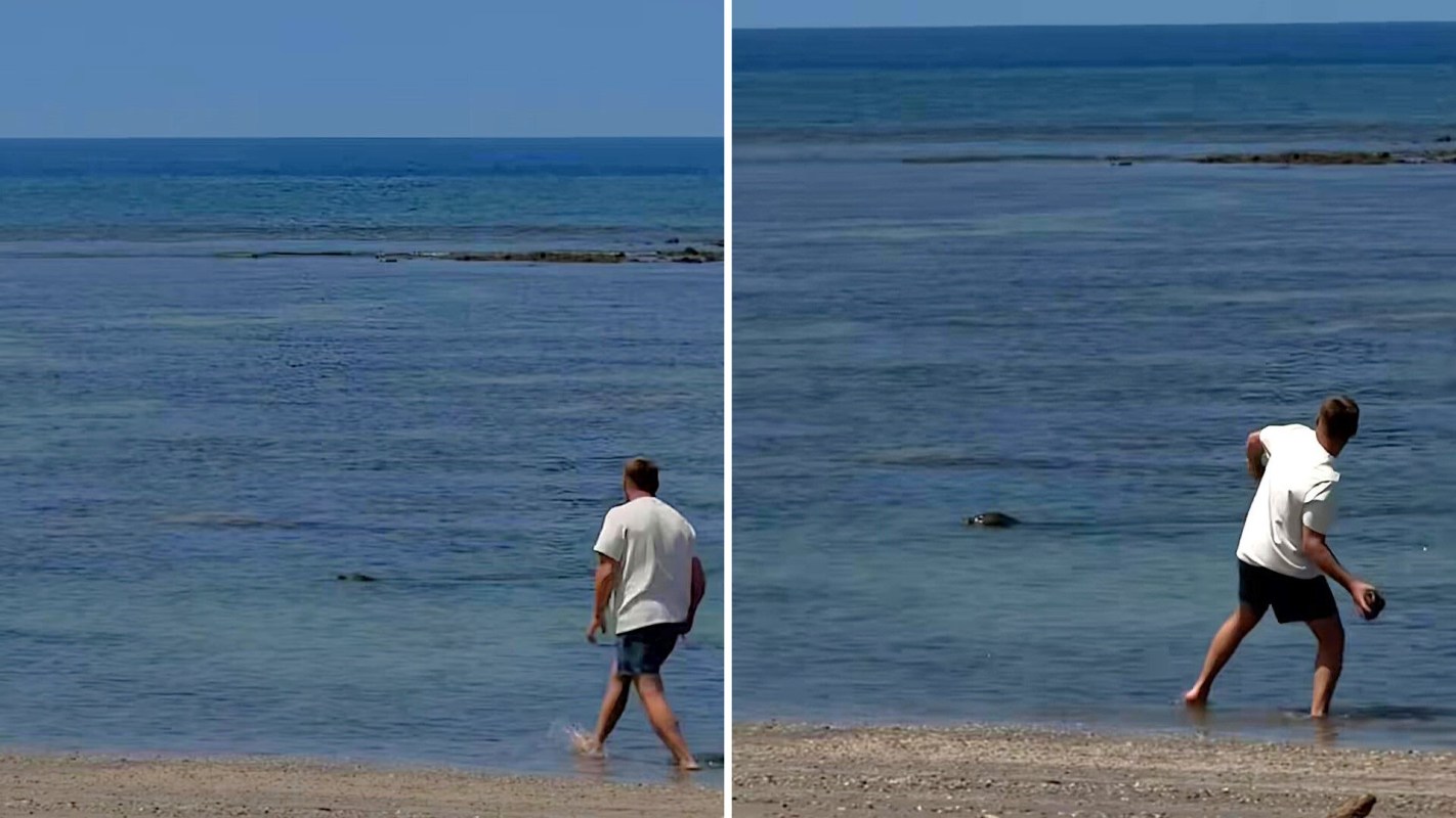 A person walks along the shore and throws a large stone towards a monk seal in the water.