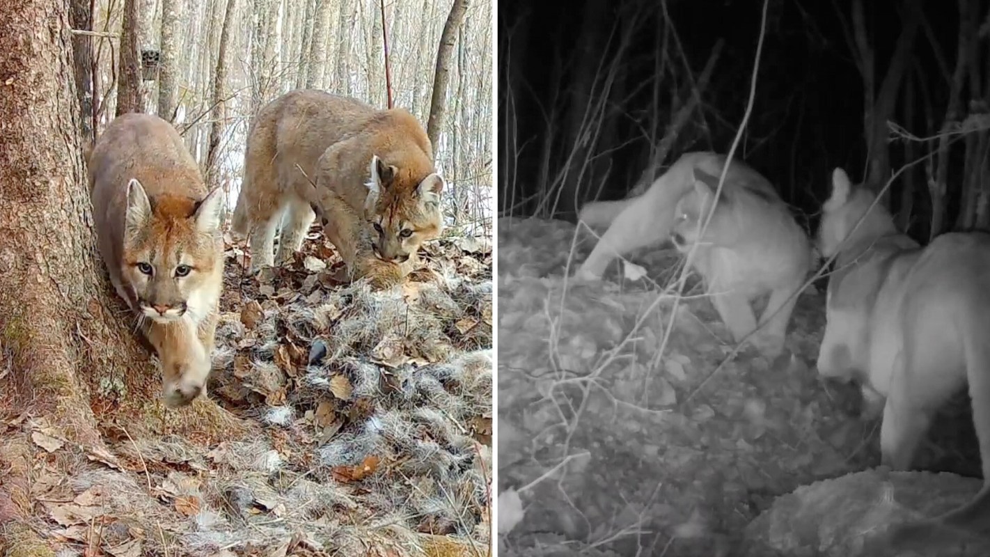 Two cougar kittens exploring a forested area with fallen leaves and trees, one sniffing the ground.