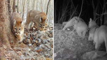 Two cougar kittens exploring a forested area with fallen leaves and trees, one sniffing the ground.