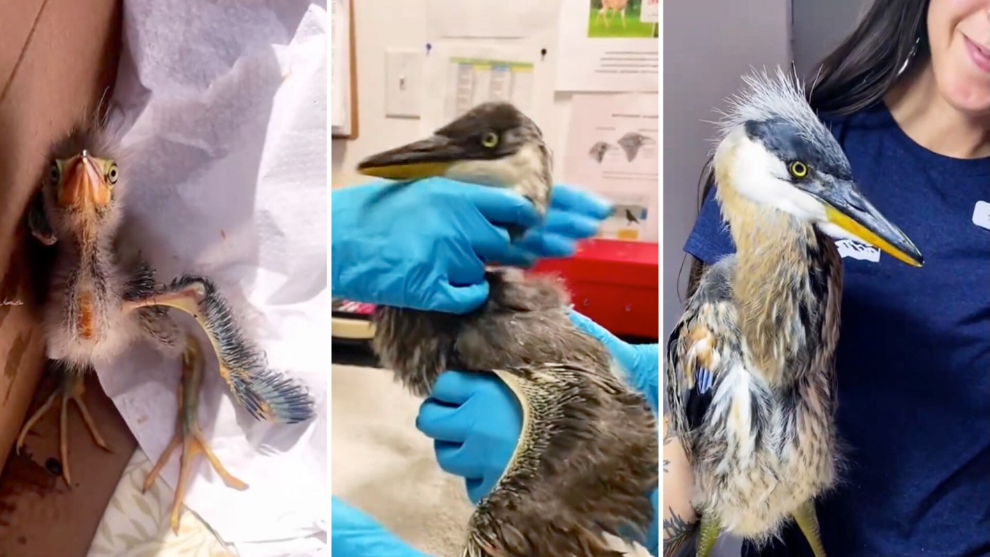 Three images show a young heron being cared for at a wildlife rehabilitation center.