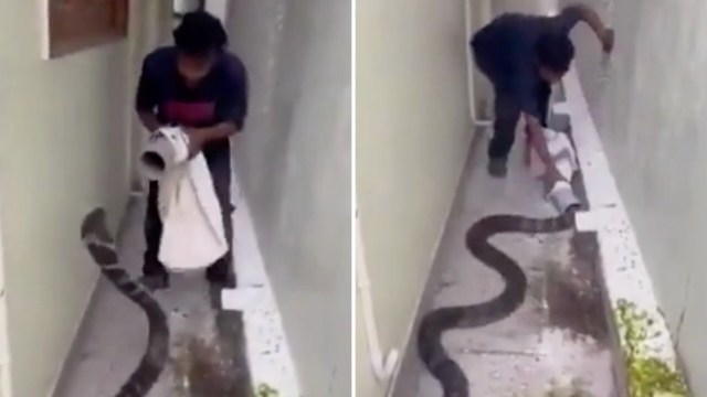 A person is using a towel and pipe to capture a king cobra.