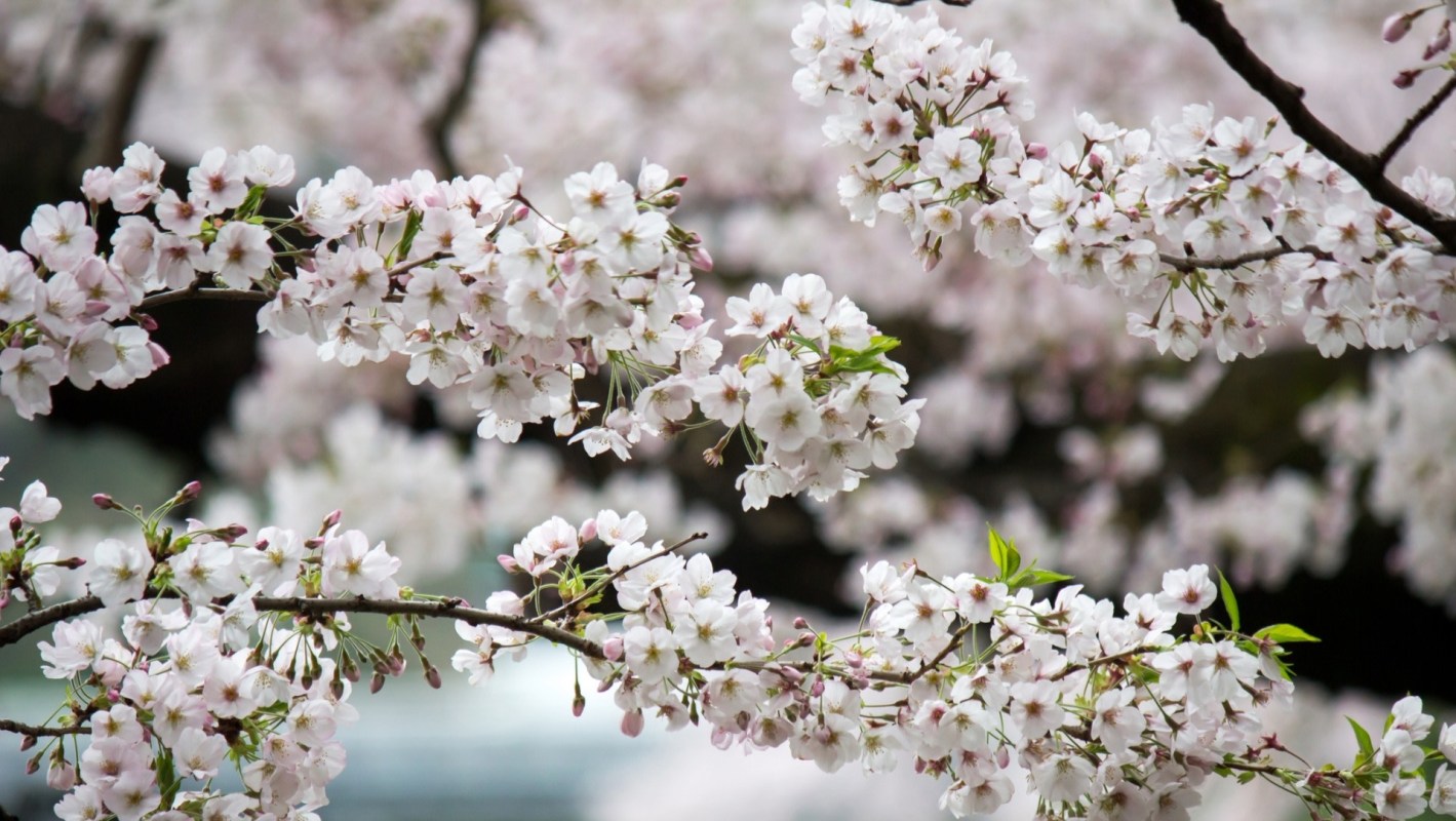Cherry blossom branches adorned with delicate pink flowers in a soft-focus background.