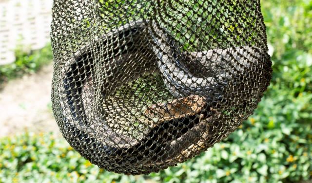 A close-up of a net containing a snake, surrounded by greenery.