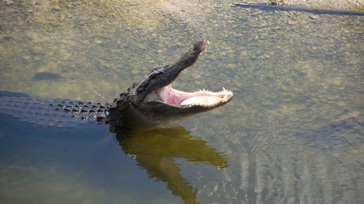 An alligator with its mouth open.
