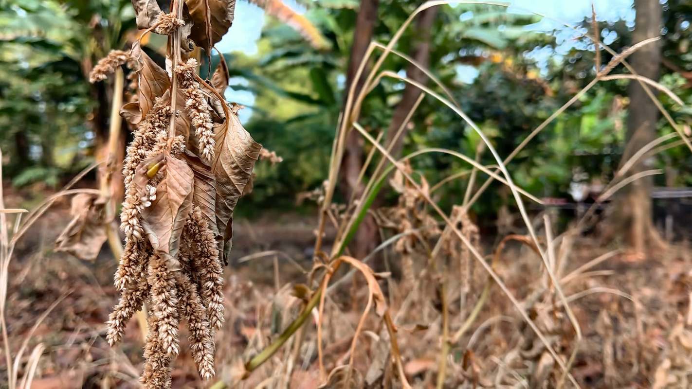 Dried and withered plant leaves and stalks in a blurred natural setting.