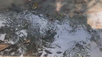 A tranquil pond surface with various dark fish swimming beneath and reflections of surrounding foliage.
