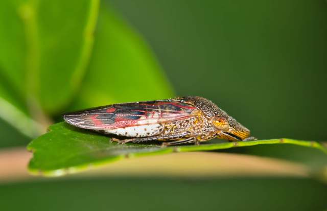 A close-up of a colorful insect resting on a green leaf, with intricate wing patterns and a textured body.