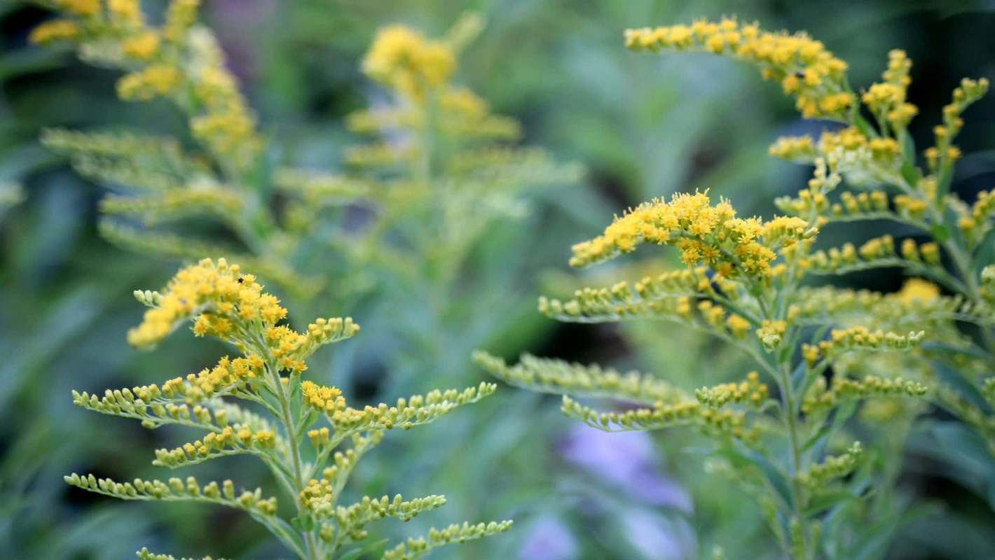 Vibrant yellow flowers with green leaves, known as Canada goldenrod, growing amid a blurred green background.