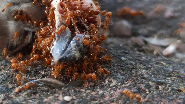 A mass of small red ants swarming over the remains of a small bird on a textured surface.