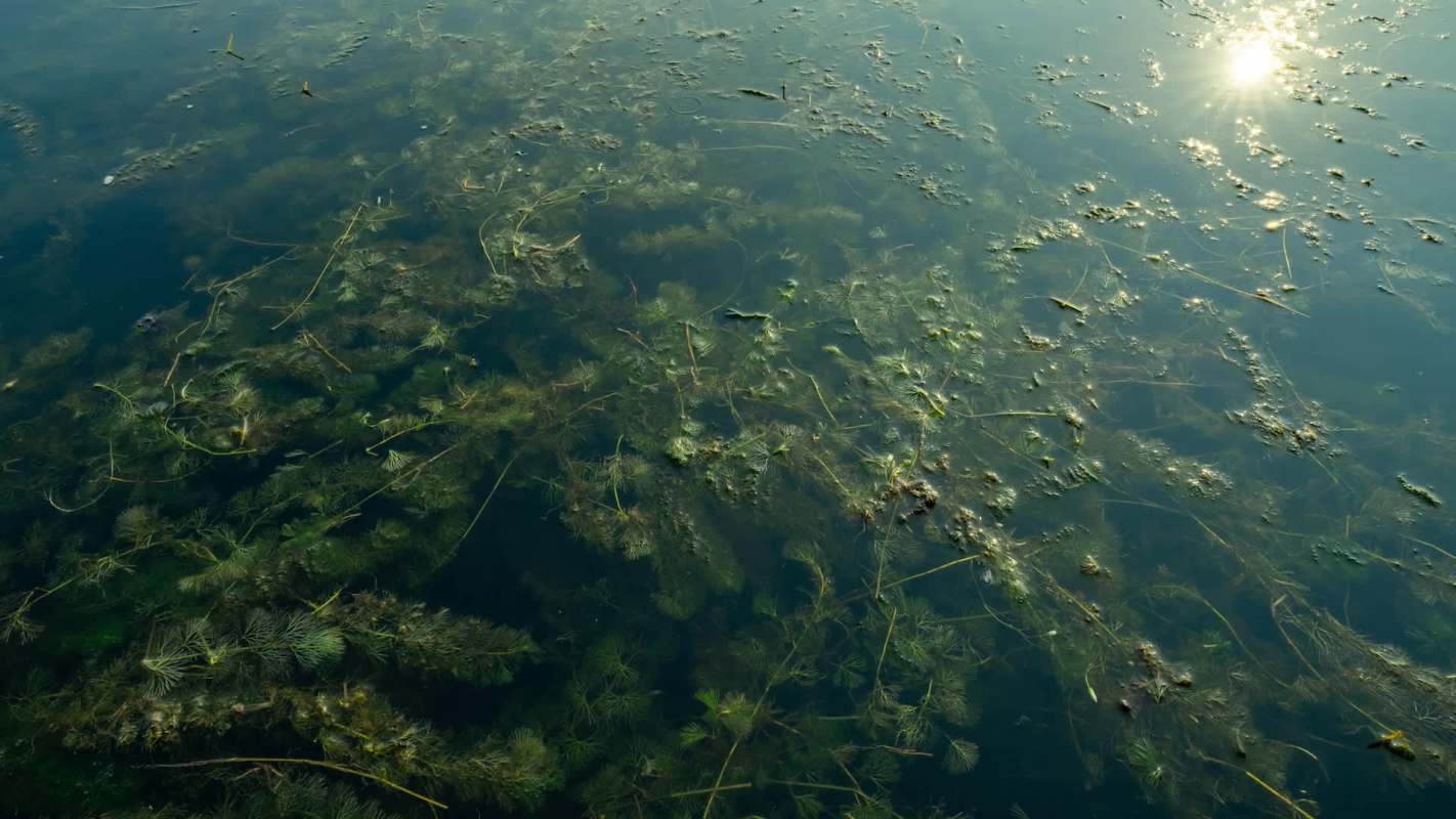 Underwater hydrilla vegetation and algae are visible beneath the calm surface of the water, with sunlight reflecting above.