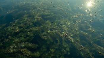 Underwater hydrilla vegetation and algae are visible beneath the calm surface of the water, with sunlight reflecting above.