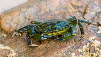 A close-up of a green crab resting on a rocky surface with barnacles nearby.