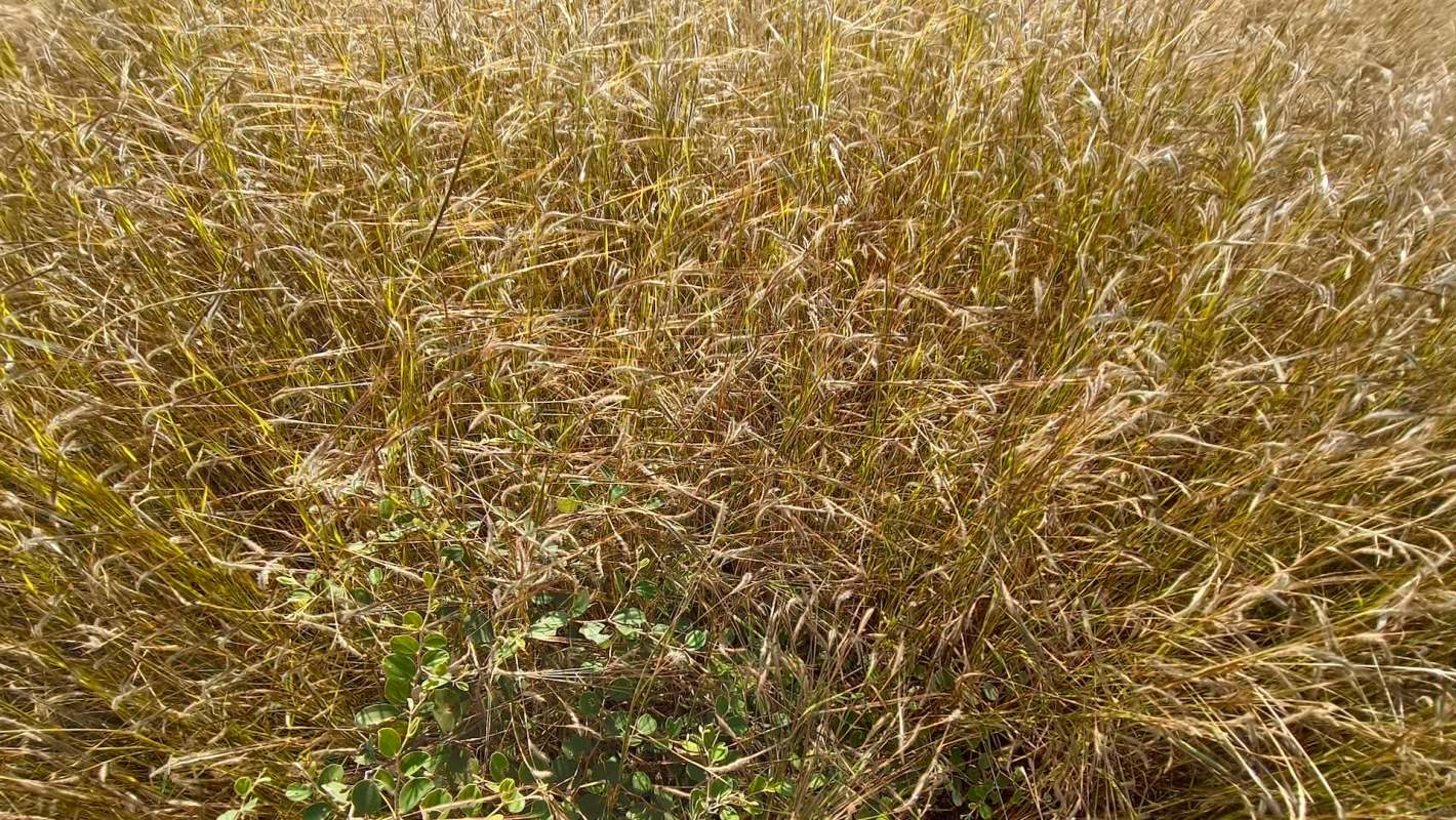 A dense field of dry buffelgrass with a patch of green plant life visible in the foreground.