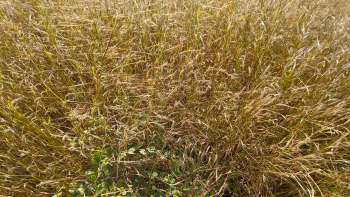 A dense field of dry buffelgrass with a patch of green plant life visible in the foreground.