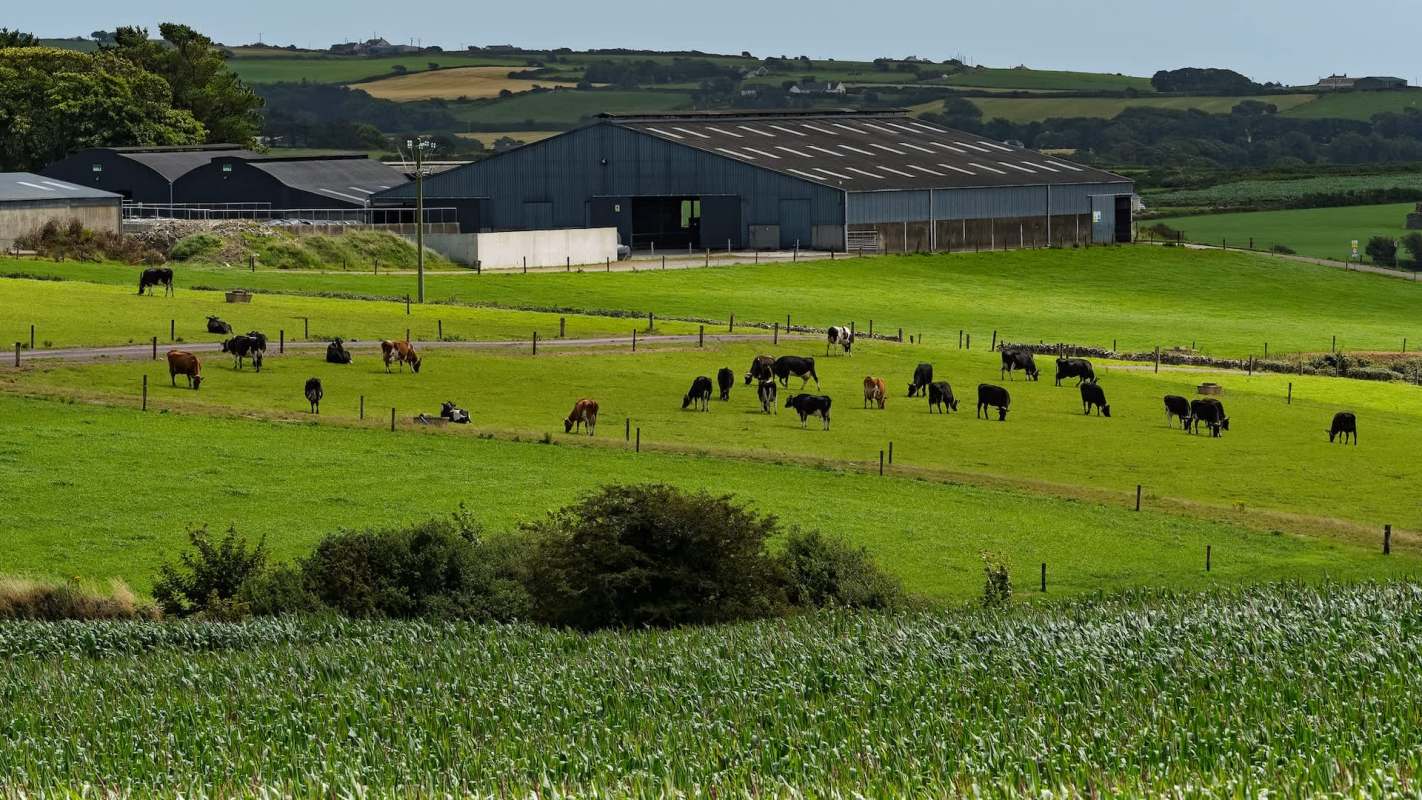 A farm field with cows grazing in front of a large agricultural building.