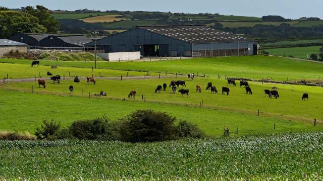 A farm field with cows grazing in front of a large agricultural building.