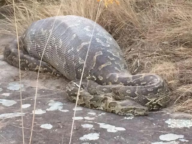 A snake after eating a large meal.