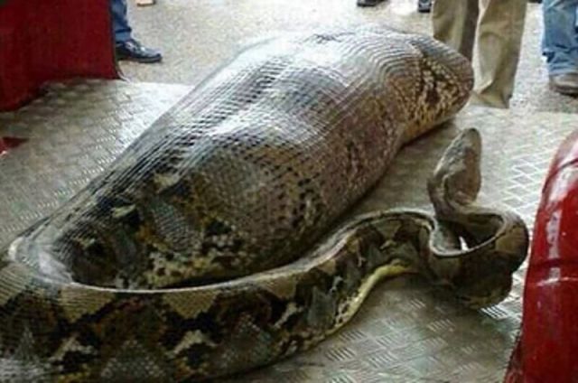 A snake after eating a large meal.