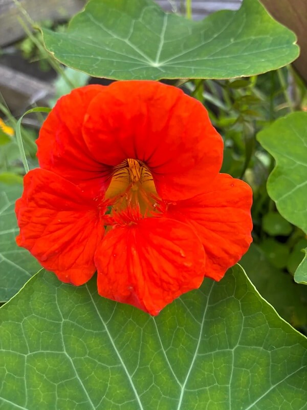 Vibrant orange and yellow flowers blooming among large green leaves in a garden setting.