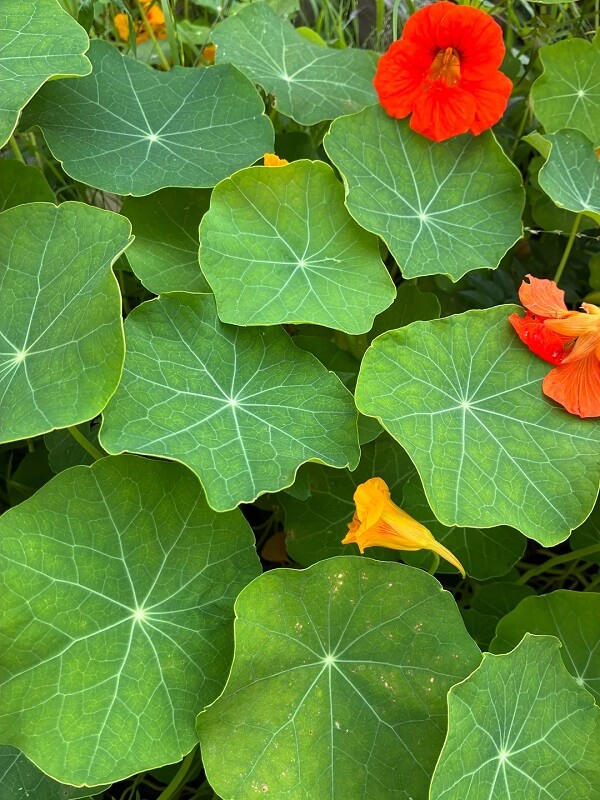 Vibrant orange and yellow flowers blooming among large green leaves in a garden setting.