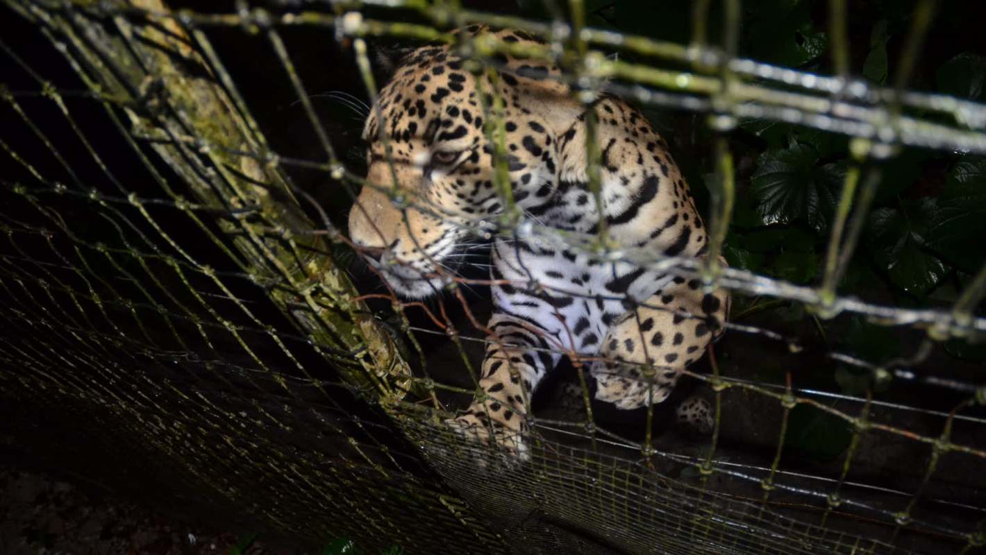 A jaguar peering through a wire fence in a lush, dark environment.