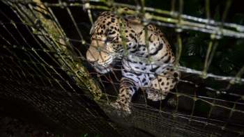 A jaguar peering through a wire fence in a lush, dark environment.