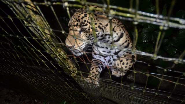A jaguar peering through a wire fence in a lush, dark environment.